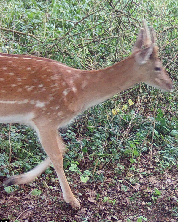 fallow